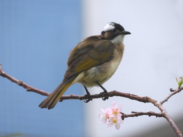 Foto veduta a bassa angolazione di un uccello appollaiato su un ramo