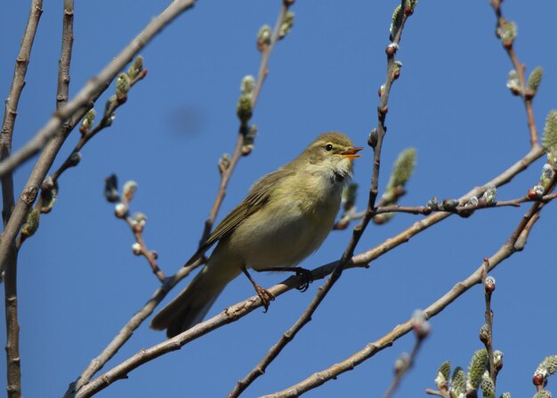 Low angle view of bird perching on branch