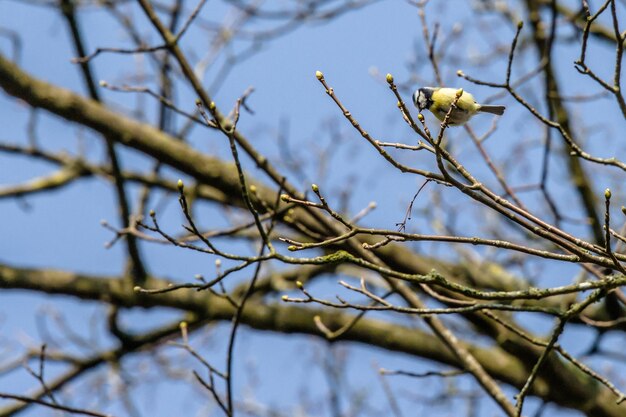 Low angle view of bird perching on branch