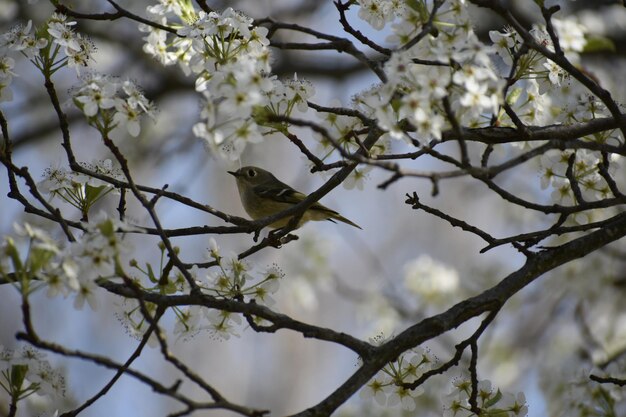 Low angle view of bird perching on branch