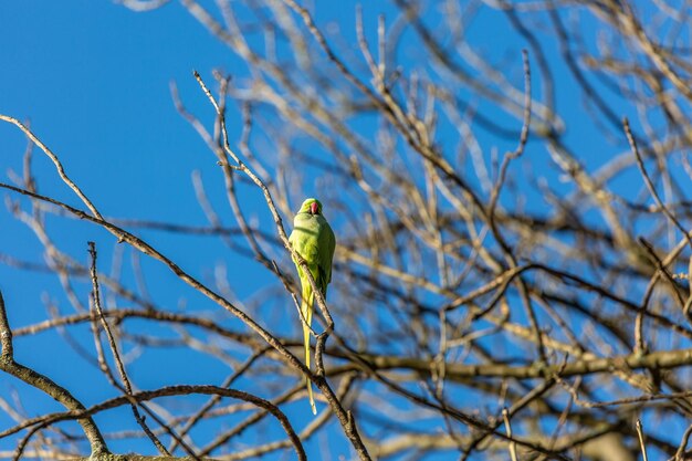 Low angle view of bird perching on branch