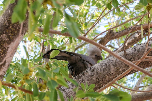 Photo low angle view of bird perching on branch