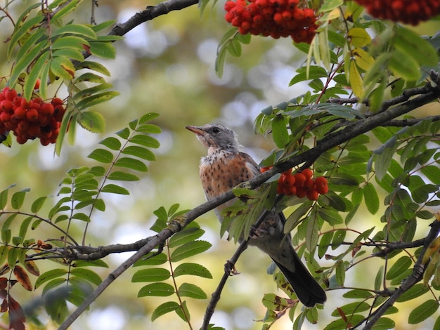 枝に座っている鳥の低角度の視点