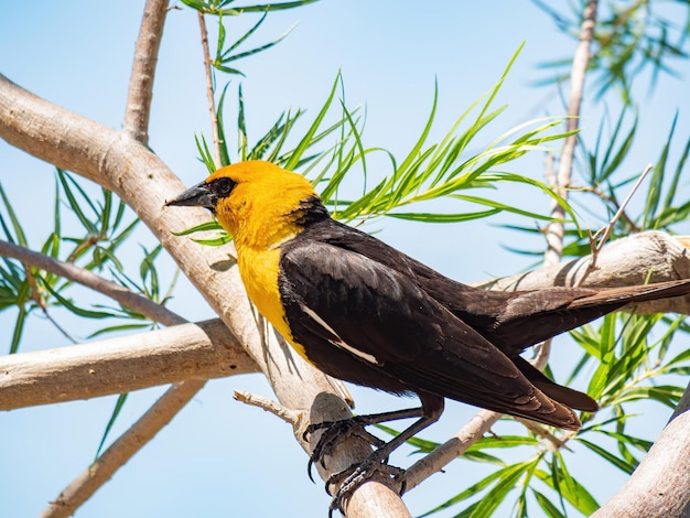 Photo low angle view of bird perching on branch