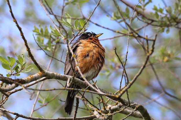 Foto vista ad angolo basso di un uccello appoggiato su un ramo
