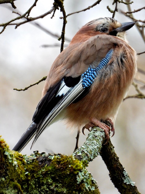 Foto vista ad angolo basso di un uccello appoggiato su un ramo
