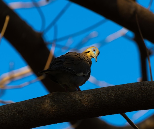 나 ⁇ 가지 에 앉아 있는 새 의 낮은 각도 의 모습