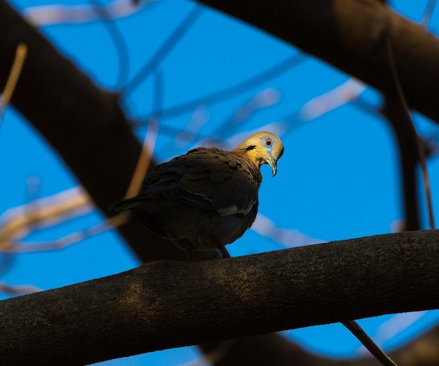 Low angle view of bird perching on branch