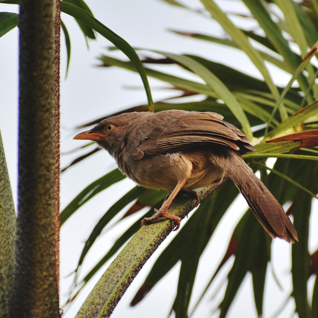 Photo low angle view of bird perching on branch