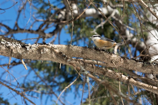 Photo low angle view of bird perching on branch