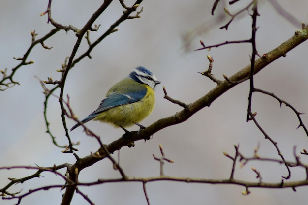 枝に座っている鳥の低角度の眺め
