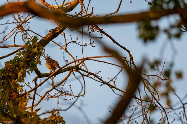 Photo low angle view of bird perching on branch