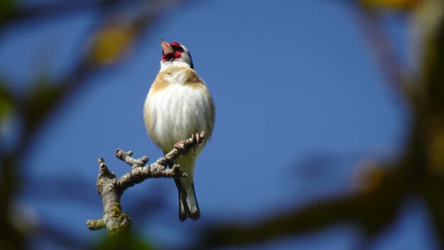 Low angle view of bird perching on branch