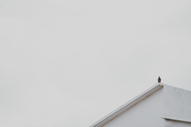 Photo low angle view of bird perching on building against sky