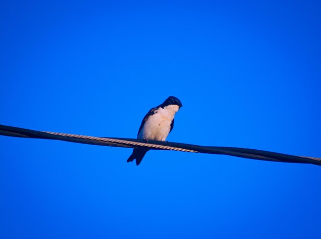 Low angle view of bird perching on cable against blue sky