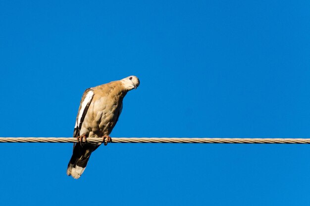 Low angle view of bird perching on cable against blue sky