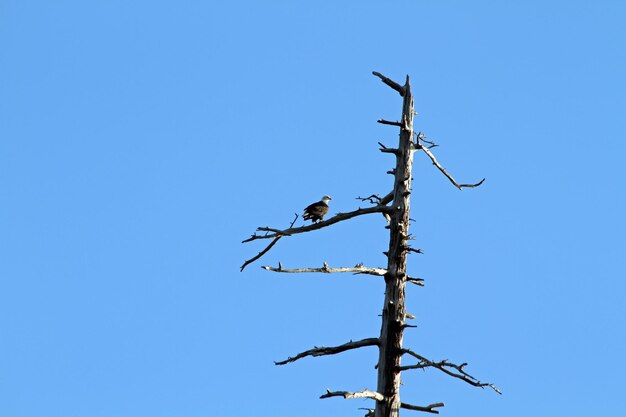 Low angle view of bird perching on cable against clear blue sky