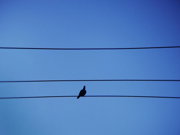 Low angle view of bird perching on cable against clear blue sky