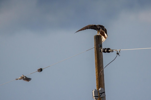Foto vista ad angolo basso di un uccello appoggiato su un cavo contro un cielo limpido