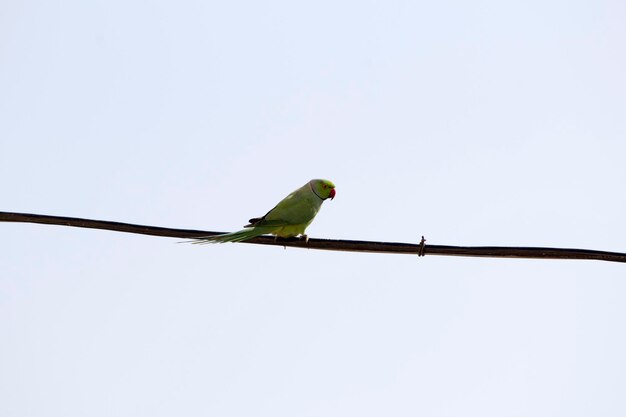 Low angle view of bird perching on cable against clear sky