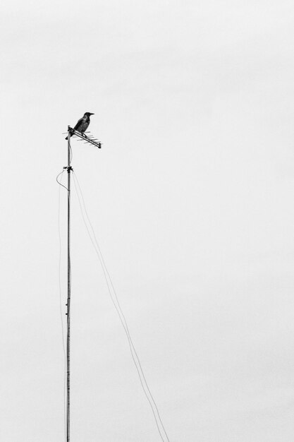 Photo low angle view of bird perching on cable against sky