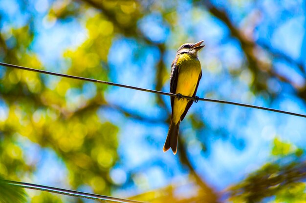 low angle view of bird perching on cable against sky
