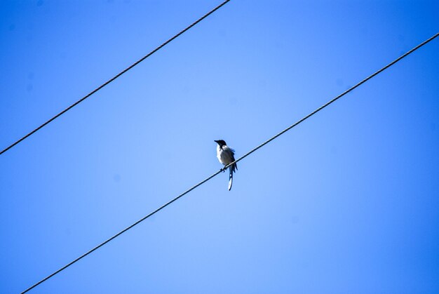 Photo low angle view of bird perching on cable