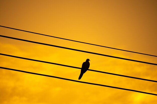 Low angle view of bird perching on cable