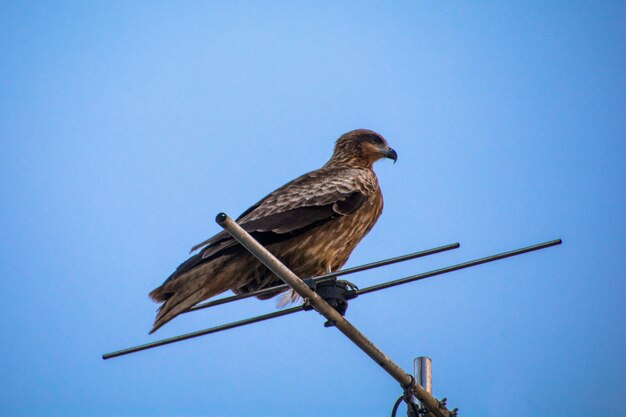 Low angle view of bird perching on cable