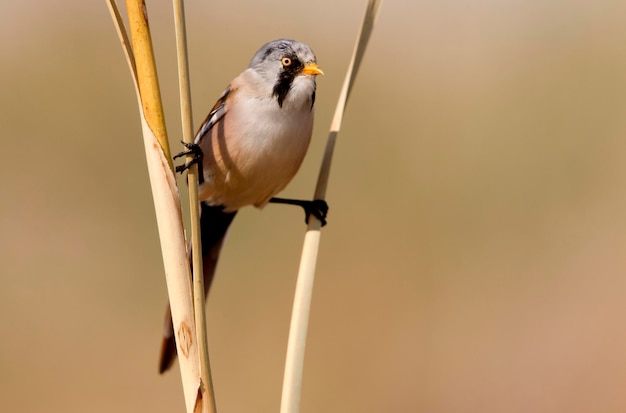 ケーブルに座っている鳥の低角度の視点