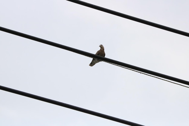 Foto vista ad angolo basso di un uccello appoggiato su un cavo