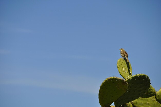 Photo low angle view of bird perching on cactus against blue sky