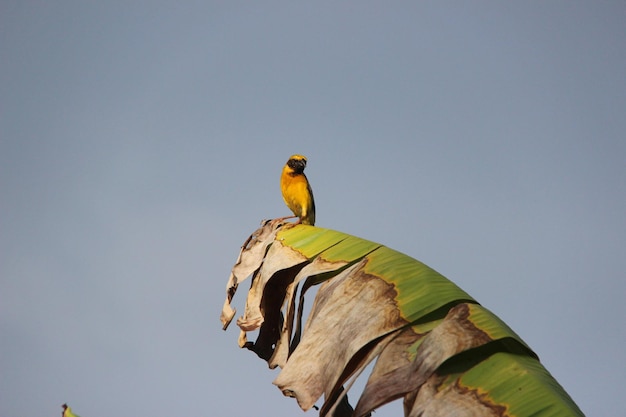 Foto vista ad angolo basso di un uccello appoggiato su una foglia