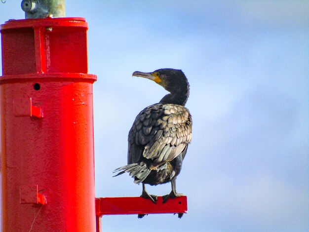 Photo low angle view of bird perching on metal post