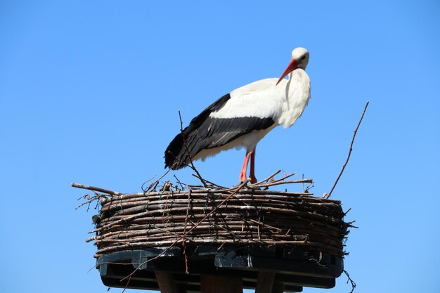 巣の上に座っている鳥の低角度の景色