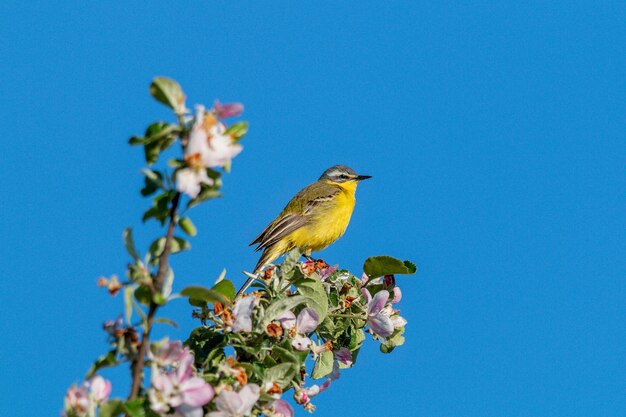 Low angle view of bird perching on plant against blue sky