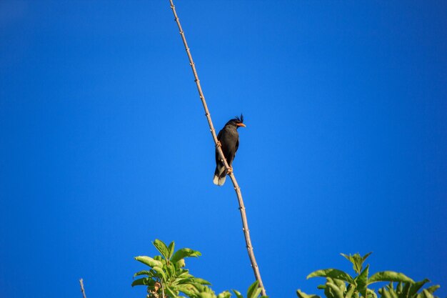 Low angle view of bird perching on plant against blue sky