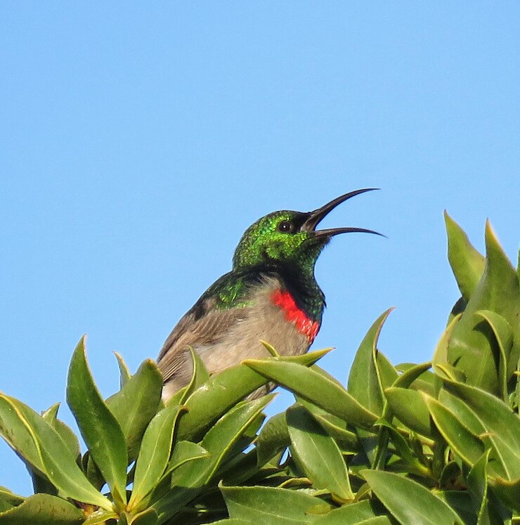 Photo 澄んだ青い空に照らされて植物に座っている鳥の低角度の景色