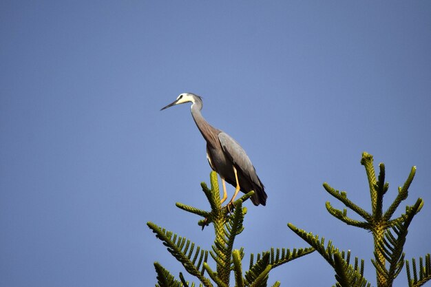 Low angle view of bird perching on plant against sky