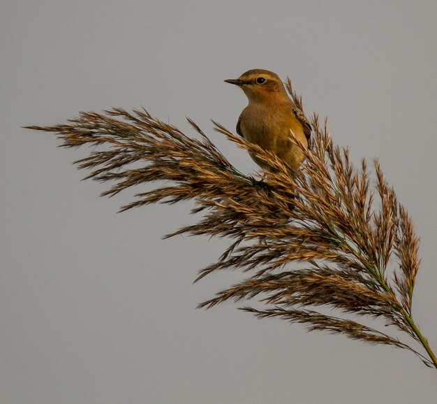 Photo low angle view of bird perching on plant against sky