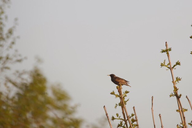 Low angle view of bird perching on plant against sky