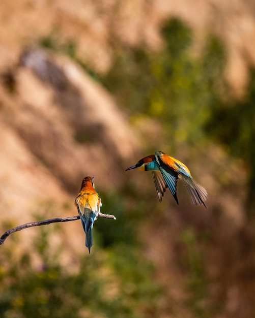 Photo low angle view of bird perching on plant