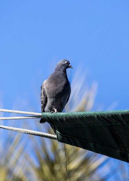 Low angle view of bird perching on railing against blue sky