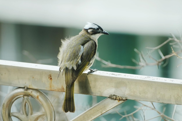 Low angle view of bird perching on railing