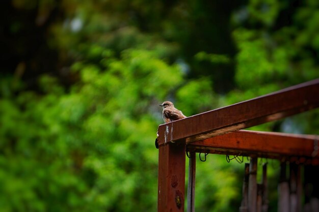 Photo low angle view of bird perching on railing