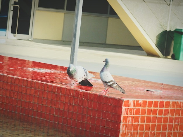 Photo low angle view of bird perching on red brick wall