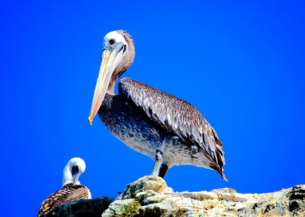 Foto vista ad angolo basso di un uccello appoggiato su una roccia contro il cielo blu