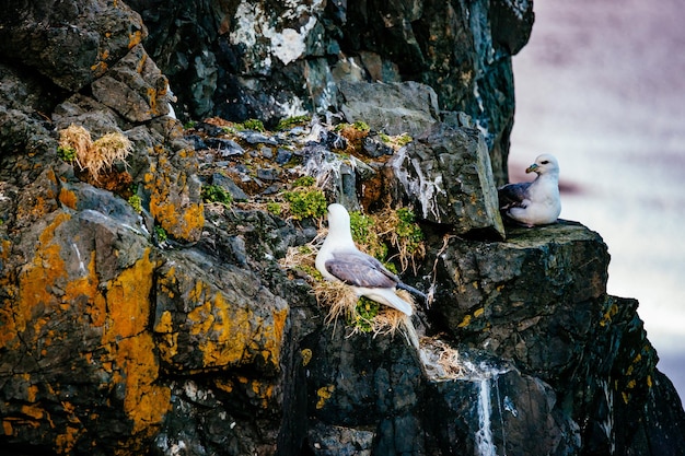 Foto veduta a bassa angolazione di un uccello appollaiato su una roccia