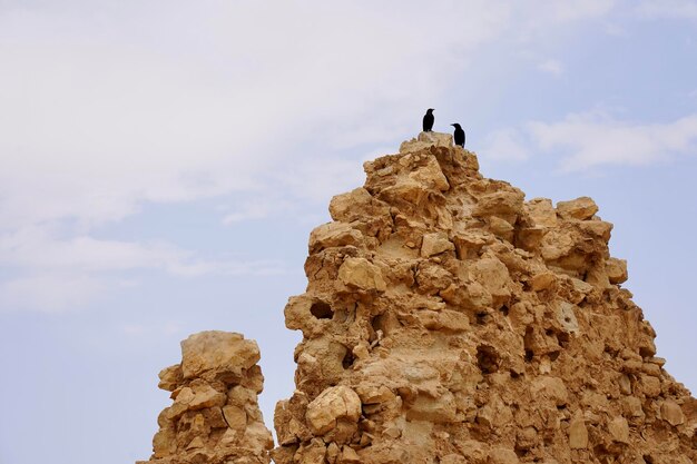 Low angle view of bird perching on rock