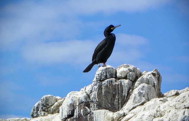 Low angle view of bird perching on rock